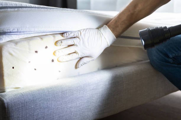 Best Termite Control Services  in Stepney, CT